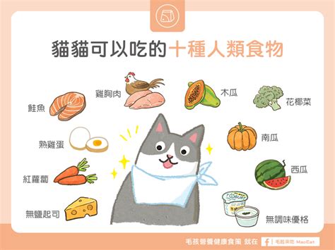 貓咪禁忌|貓咪不能吃什麼？讓專業獸醫師帶您看NG食物清單、。